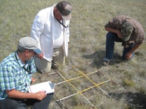 Steve, Ray and Tom. They are amazed at the amount of three awn we found in this plot. 
