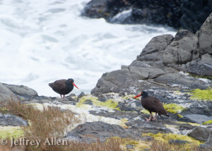 Two black oyster catchers  hanging out on the rocks at breakers reach